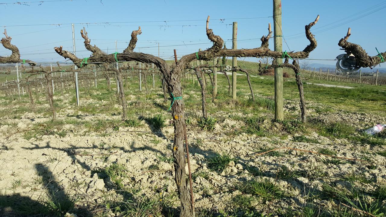 Agriturismo Podere Casa Al Vento Montepulciano Stazione Exteriér fotografie